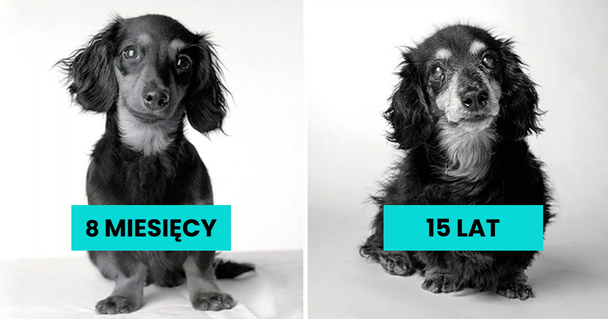 10 wzruszających zdjęć, które pokazują psy w ich młodości i starości