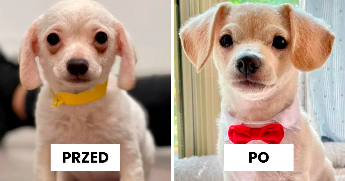 40 zdjęć psów przed i po ich adopcji, które poruszą nawet największych twardzieli