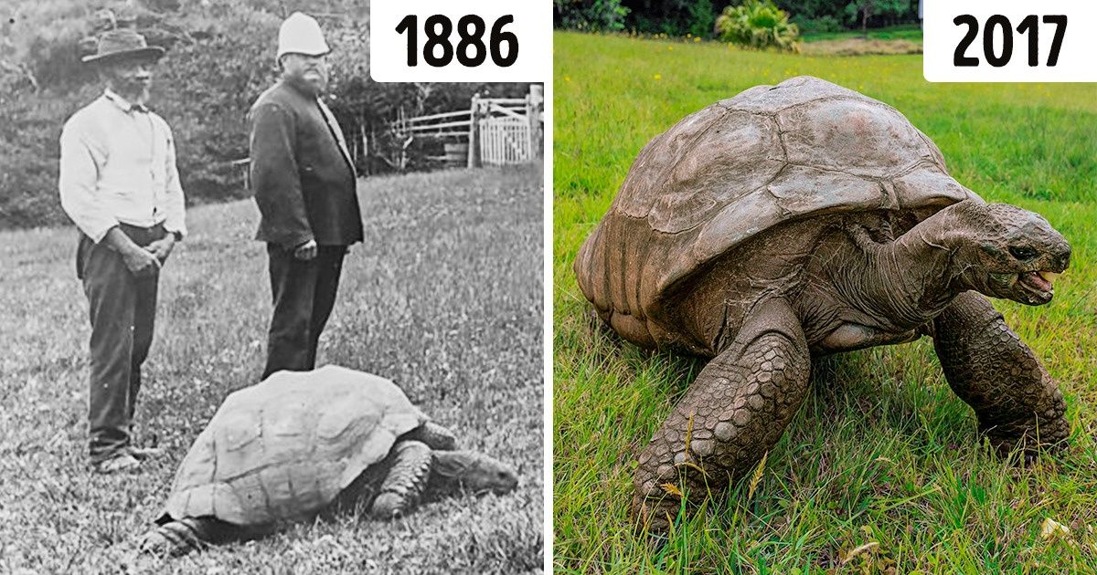 Historia Jonathana – najstarszego żyjącego żółwia lądowego, który niedawno obchodził 190. urodziny